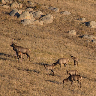 Hustai - Red deer